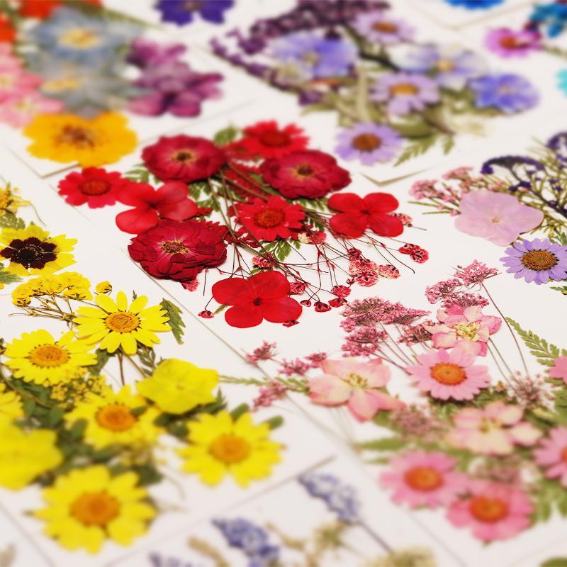 Art And Craft Nature - Flores secas, plantas naturais reais, flores