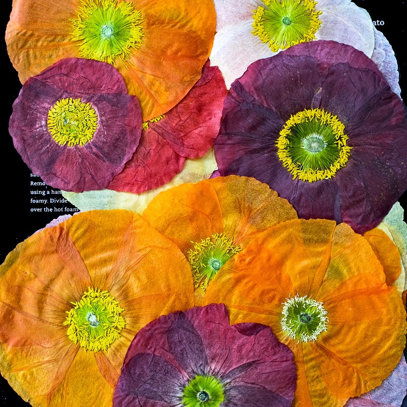 1 peça, Papoula Natural Prensa - Art And Craft Nature avaliação e preço