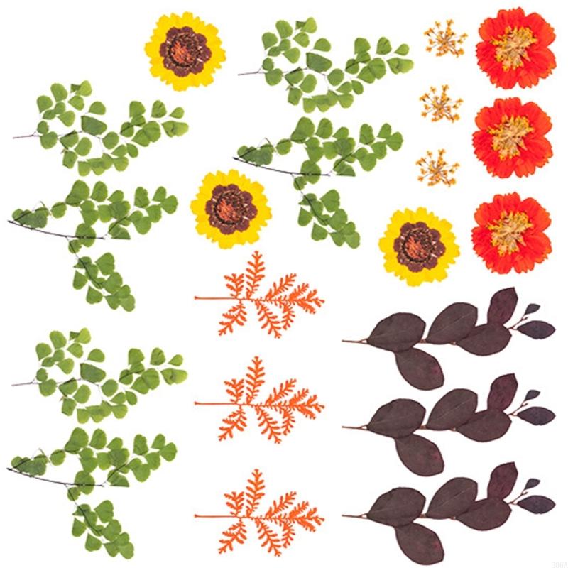 Flor prensada seca para moldes - Art And Craft Nature avaliação e preço